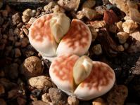 Thumbnail of 1905_Lithops karasmontana Lateritia_2015105(1).JPG